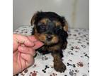 Yorkshire Terrier Puppy for sale in Savannah, TN, USA