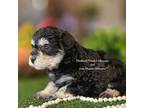 Schnauzer (Miniature) Puppy for sale in Granbury, TX, USA