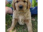 Golden Retriever Puppy for sale in Ashland, OR, USA