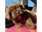 Shih Tzu Puppy for sale in Edmond, OK, USA