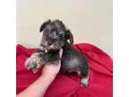 Schnauzer (Miniature) Puppy for sale in Statesboro, GA, USA