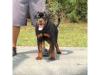 Rottweiler Puppy for sale in Loxahatchee, FL, USA