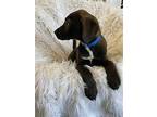 Super Mario, Labrador Retriever For Adoption In Newark, Delaware