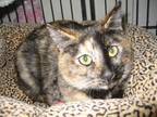 Sabrina 10-28-11, Domestic Shorthair For Adoption In Bulverde, Texas