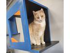 Jiggles, Domestic Shorthair For Adoption In Montclair, New Jersey
