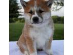 Shiba Inu Puppy for sale in Dundee, OH, USA