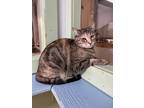 Cleo, Domestic Shorthair For Adoption In Driggs, Idaho