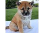 Shiba Inu Puppy for sale in Dundee, OH, USA