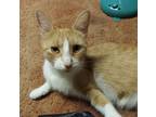 Mango, Domestic Shorthair For Adoption In Montclair, New Jersey