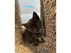 Dopey, Domestic Shorthair For Adoption In Mountain View, California