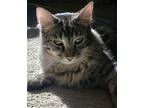 Emiliano (courtesy Post), Domestic Shorthair For Adoption In Mountain View