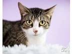Willow, Domestic Shorthair For Adoption In Boerne, Texas