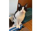 Stella, Domestic Longhair For Adoption In Pembroke, Ontario