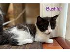 Bashful, Domestic Shorthair For Adoption In Mountain View, California