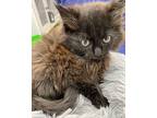 Gene, Domestic Longhair For Adoption In Athens, Tennessee