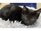 Gunner, Domestic Mediumhair For Adoption In Athens, Tennessee