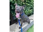 Titan, American Pit Bull Terrier For Adoption In Montclair, New Jersey