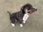 Charley, American Staffordshire Terrier For Adoption In Phoenix, Arizona