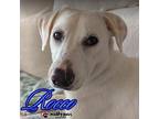 Rocco (courtesy Post), Labrador Retriever For Adoption In Council Bluffs, Iowa