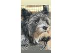 Roxanne, Cairn Terrier For Adoption In Conroe, Tx, Texas