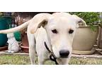 Diamond, Labrador Retriever For Adoption In Lockhart, Texas