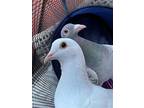 Slim W/marble, Pigeon For Adoption In San Francisco, California