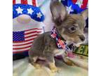 Chihuahua Puppy for sale in New York, NY, USA