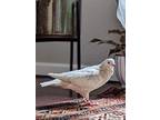 Clever, Pigeon For Adoption In San Francisco, California