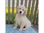 Golden Retriever Puppy for sale in Perry, MO, USA