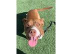 Fiona Ark, American Pit Bull Terrier For Adoption In Rosharon, Texas