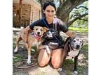 Basil Anna, Labrador Retriever For Adoption In Rosharon, Texas