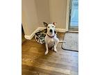 Bella, Jack Russell Terrier For Adoption In Greenlawn, New York
