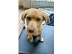 Ricky, Retriever (unknown Type) For Adoption In Greenlawn, New York