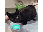 Ethan, Domestic Shorthair For Adoption In Richmond, Indiana