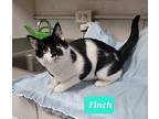 Finch, Domestic Shorthair For Adoption In Richmond, Indiana