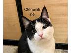 Clementine, Domestic Shorthair For Adoption In Springfield, Pennsylvania