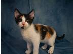 Victoria Tex, Calico For Adoption In Richardson, Texas