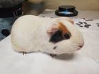 Marshmallow, Guinea Pig For Adoption In Oceanside, California