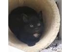 Morticia, Domestic Shorthair For Adoption In Oceanside, California