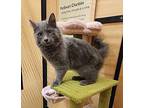 Shadow, Russian Blue For Adoption In Oceanside, California