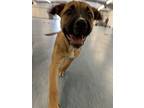 Bunnie ***rescue Center***, Labrador Retriever For Adoption In Littleton
