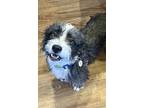 Omar, Jack Russell Terrier For Adoption In Bennett, Colorado