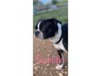 Sweetie, Boston Terrier For Adoption In Conway, Arkansas