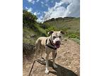Bub, American Pit Bull Terrier For Adoption In Golden, Colorado