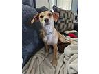 Belle, Border Terrier For Adoption In Hamilton, New Jersey