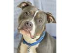Perseid, American Pit Bull Terrier For Adoption In Kansas City, Missouri