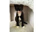 Lily & Crocus, Domestic Shorthair For Adoption In Rochester, Massachusetts