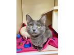 Demeter, Domestic Mediumhair For Adoption In Albuquerque, New Mexico