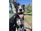 Jessie, Labrador Retriever For Adoption In Littleton, Colorado