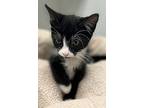 Prince Eric, Domestic Shorthair For Adoption In Atlantic City, New Jersey